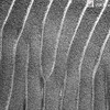 IMG_8220 B&W
