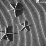Patterns in Nature : 