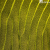 IMG_8220 Lime