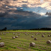 Warwick QLD